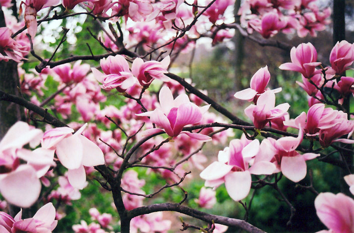 Forest Pink Saucer Magnolia (magnolia X Soulangeana 'forest Pink') In 