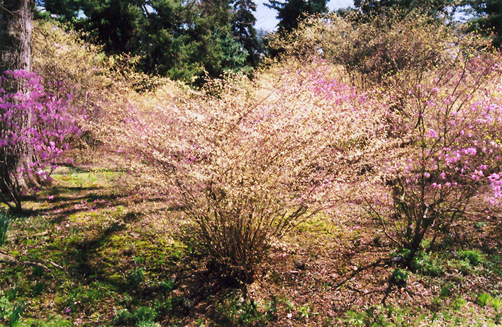 Buttercup Winterhazel (Corylopsis pauciflora) in Raleigh Chapel Hill