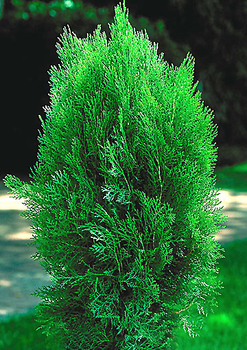 Blue Cone Arborvitae (Thuja orientalis ‘Blue Cone’) in Raleigh Chapel