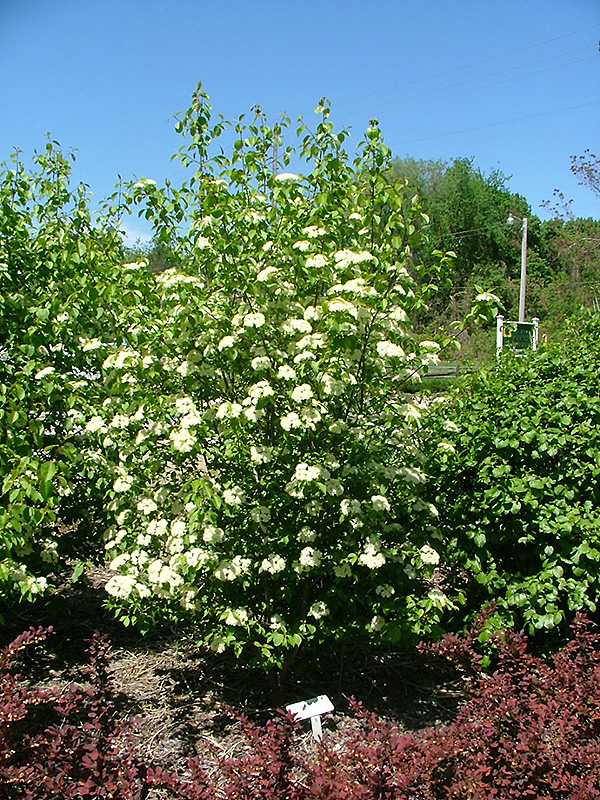 Knighthood Blackhaw Viburnum (Viburnum prunifolium 'Knizam') in Raleigh