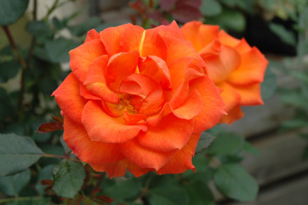 Apricot Prince Rose (Rosa 'Apricot Prince') in Raleigh Chapel Hill