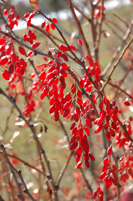 Korean Barberry (Berberis koreana) in Raleigh Chapel Hill Durham Apex