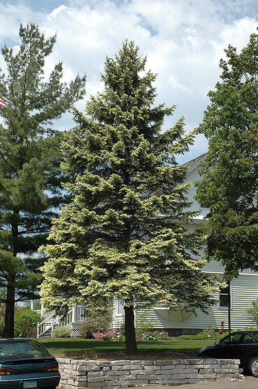 Spring Ghost Blue Spruce (Picea pungens 'Spring Ghost') in Raleigh