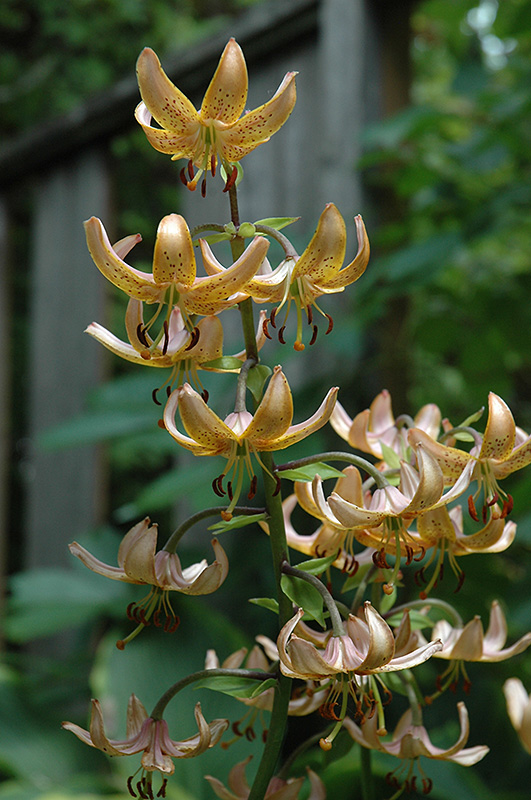 Paisley Hybrid Martagon Lily (Lilium martagon 'Paisley Hybrid') in