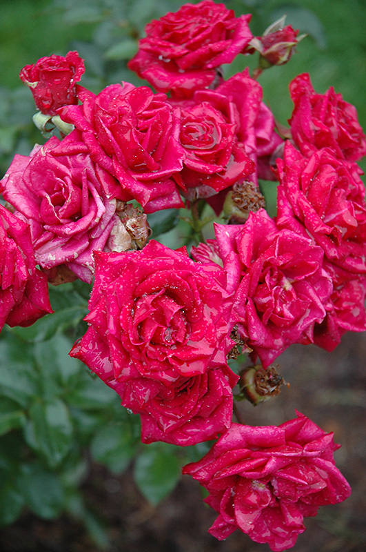 Chess Rose (Rosa 'Chess') in Raleigh Chapel Hill Durham Apex Holly