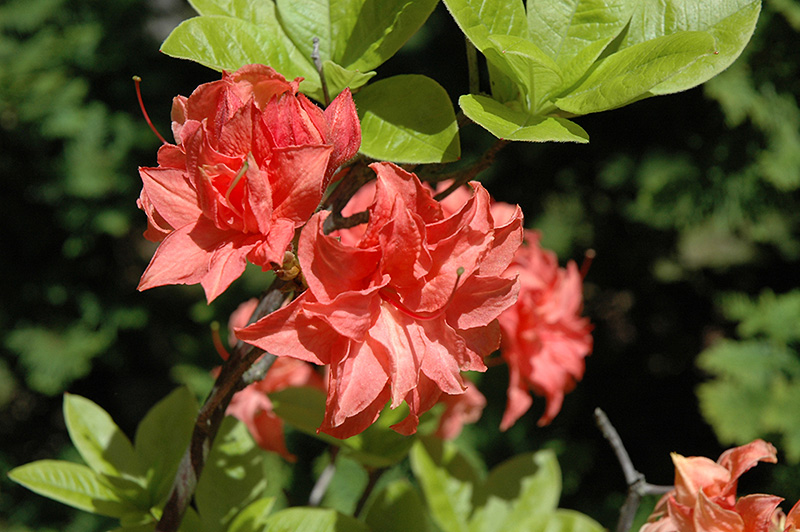 Salmon Delight Azalea (Rhododendron 'Salmon Delight') in Raleigh Chapel