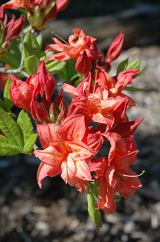 Salmon Joy Azalea (Rhododendron 'Salmon Joy') in Raleigh Chapel Hill