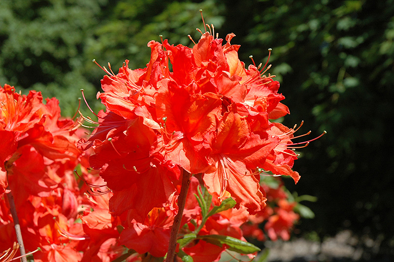 Balzac Azalea (Rhododendron 'Balzac') in Raleigh Chapel Hill Durham
