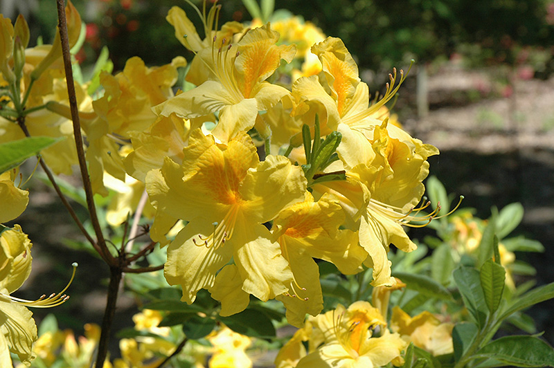 Gold Dust Azalea (Rhododendron 'Gold Dust') in Raleigh Chapel Hill