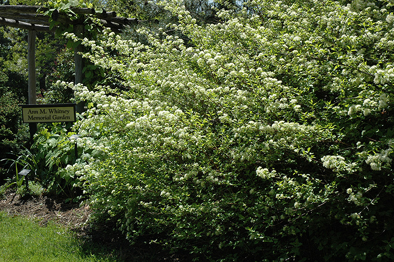 Alabama Snow Wreath (Neviusia alabamensis) in Raleigh Chapel Hill