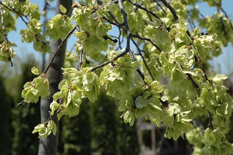 Umbrella Smoothleaf Elm (Ulmus carpinifolia 'Umbraculifera') in Raleigh