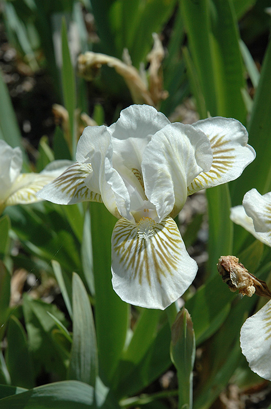 Snow Tree Iris (Iris 'Snow Tree') in Raleigh Chapel Hill Durham Apex