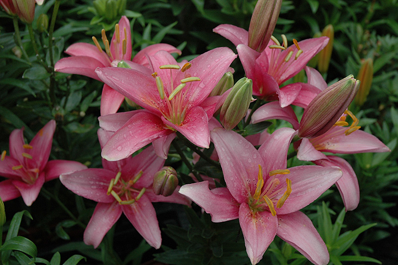 lagoon lily pixie rider