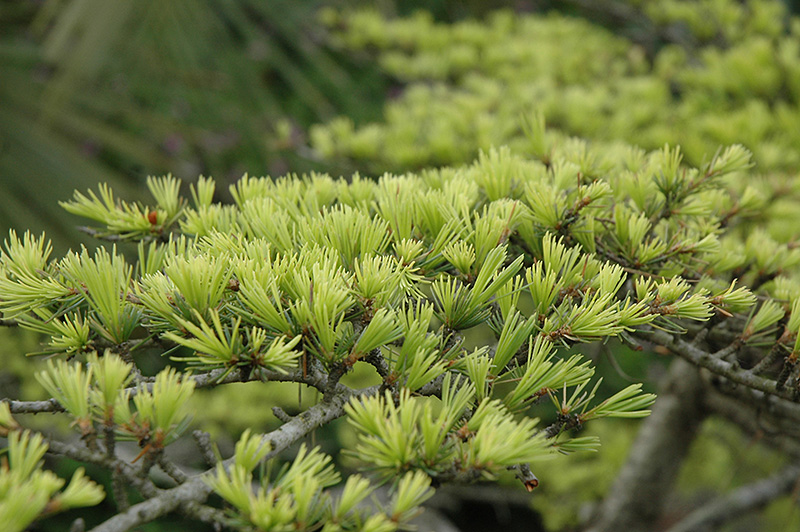 pioneer elm ulmus 'pioneer' in burlington waterdown