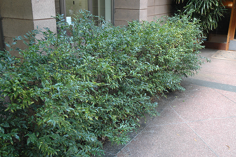 Sweet Box (Sarcococca confusa) in Raleigh Chapel Hill Durham Apex Holly Springs RTP North ...