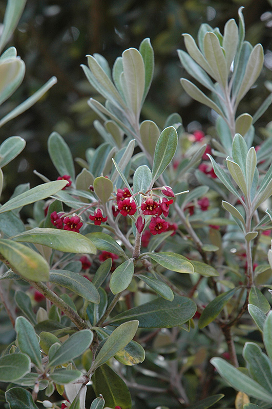 Karo Pittosporum (Pittosporum crassifolium) in Raleigh Chapel Hill