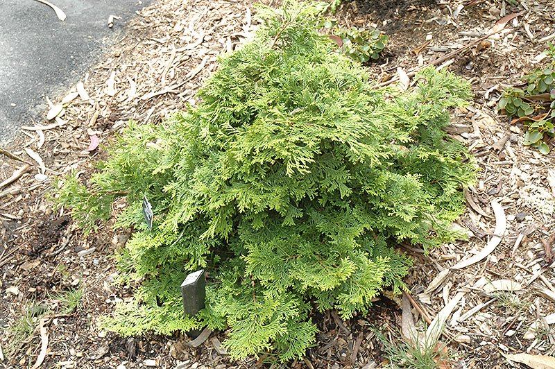 Yellow Tip Hinoki Falsecypress (Chamaecyparis obtusa 'Yellow Tip') in
