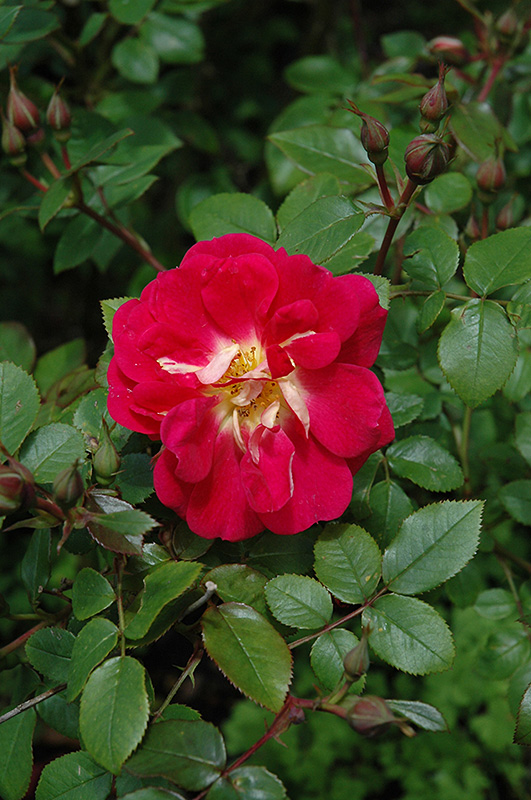 Ralph's Creeper Rose (Rosa 'Ralph's Creeper') in Raleigh Chapel Hill