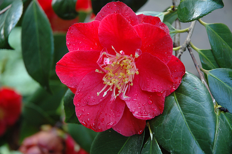 Grand Prix Camellia (Camellia japonica 'Grand Prix') in Raleigh Chapel Hill Durham Apex Holly