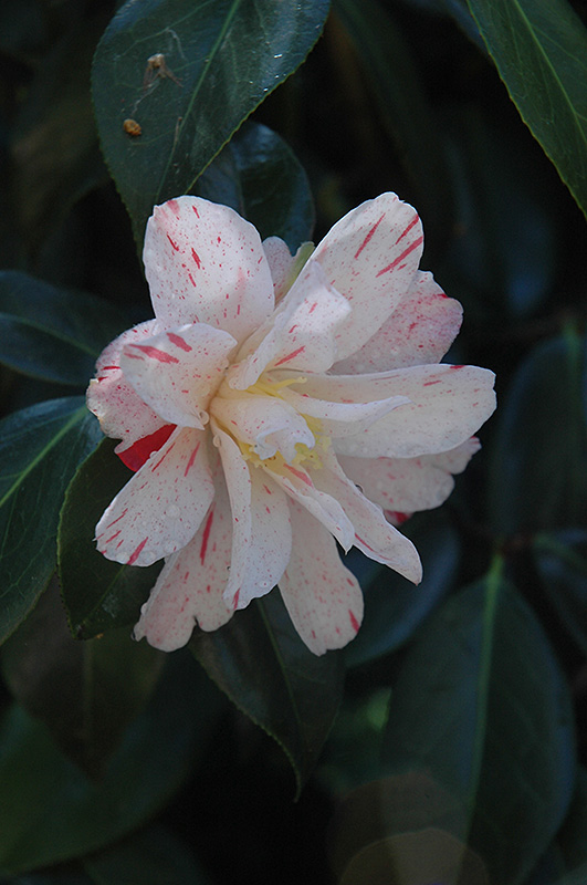Anita Camellia (Camellia japonica 'Anita') in Raleigh Chapel Hill