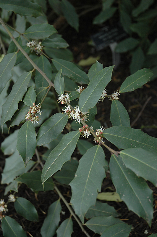 Himalayan Holly (Ilex dipyrena) in Raleigh Chapel Hill Durham Apex