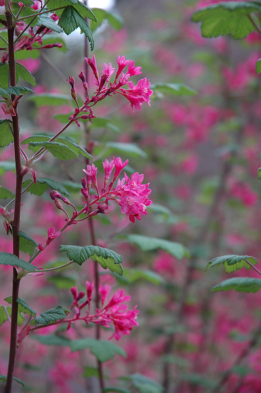 Claremont Winter Currant (Ribes sanguineum 'Claremont') in Raleigh Chapel Hill Durham Apex Holly
