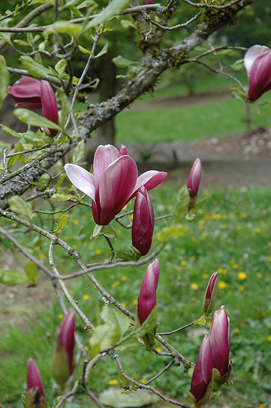 O'Neill Lily Magnolia (Magnolia liliiflora 'O'Neill') in Raleigh Chapel