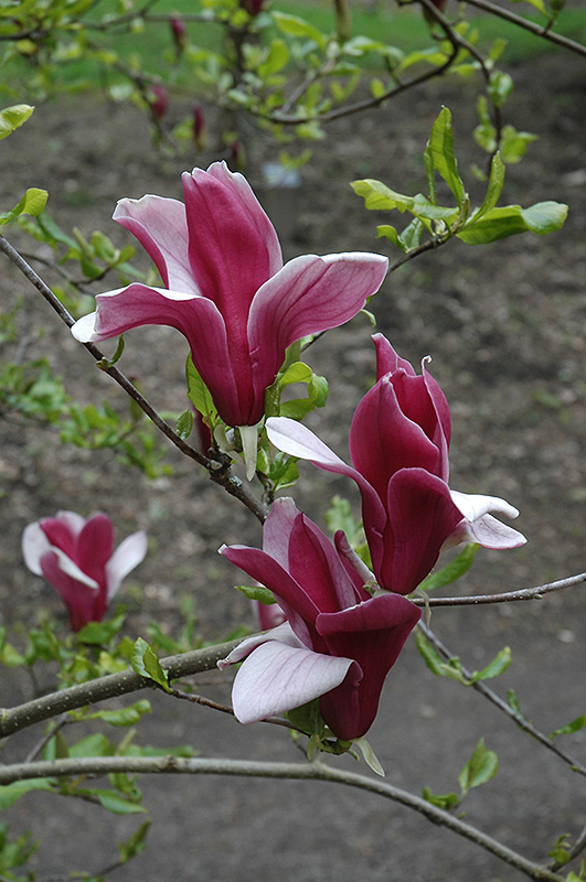 Lily Magnolia (Magnolia purpurea) in Raleigh Chapel Hill Durham Apex