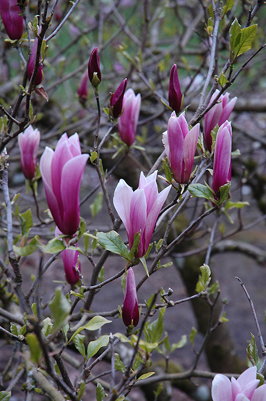 Nigra Lily Magnolia (Magnolia liliiflora 'Nigra') in Raleigh Chapel