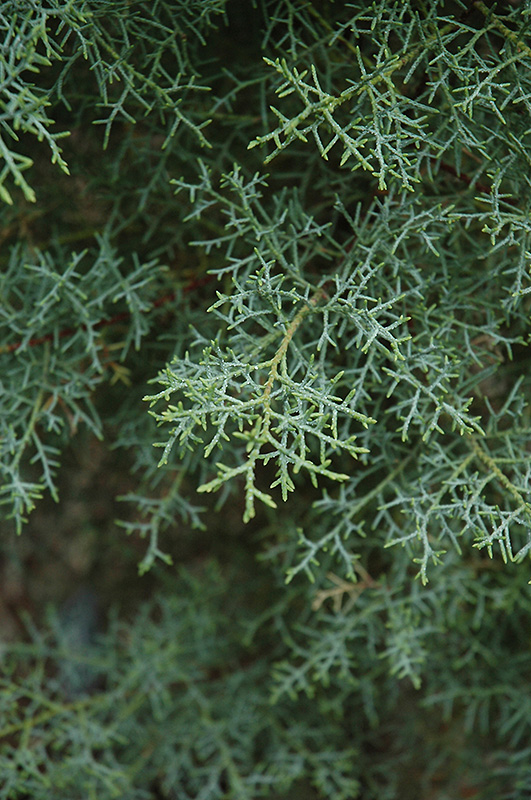 Paiute Cypress (Cupressus arizonica 'var. nevadensis') in Raleigh