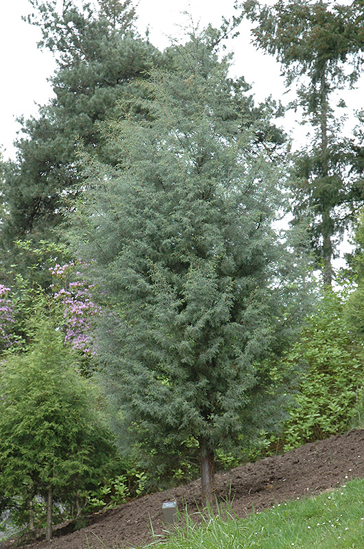 Himalayan Cypress (Cupressus torulosa) in Raleigh Chapel Hill Durham