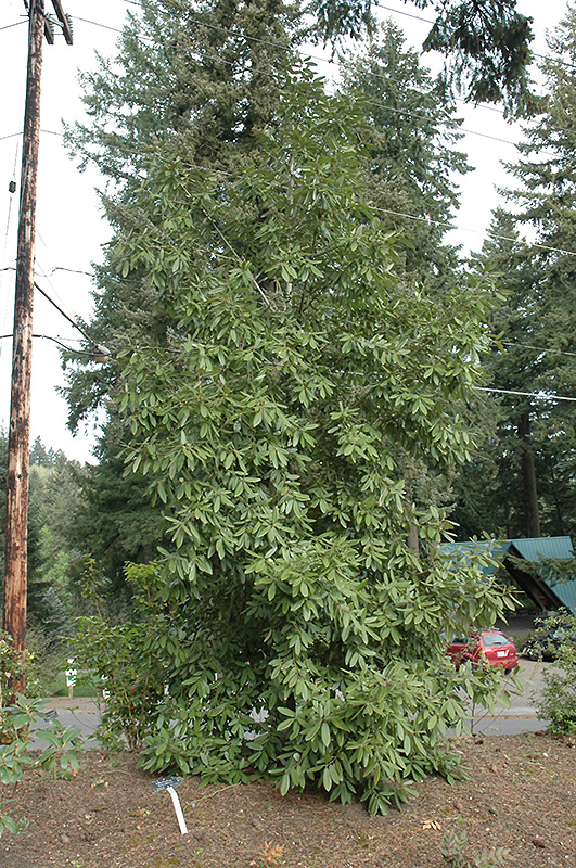 Tanbark Oak (Lithocarpus densiflorus) in Raleigh Chapel Hill Durham