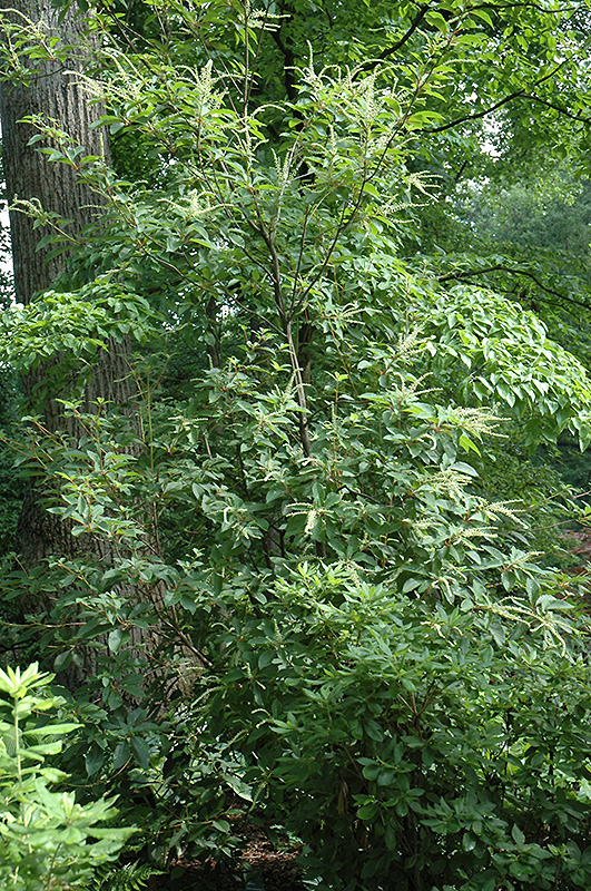 Sweet Pepperbush (Clethra monostachya) in Raleigh Chapel Hill Durham