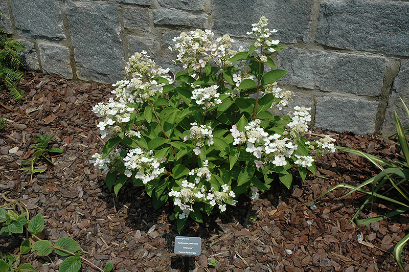 Dharuma Hydrangea (Hydrangea paniculata &lsquo;Dharuma&rsquo;) in Raleigh Chapel