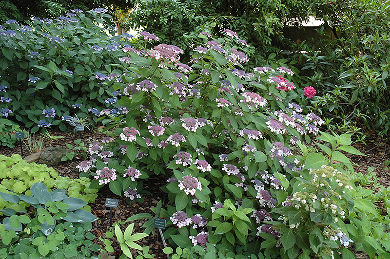 Hydrangea serrata 39;Grayswood39; in bloom