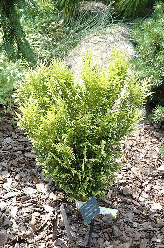 Roger's Golden Sport Arborvitae (Thuja plicata 'Rogers Aurea Sport') in