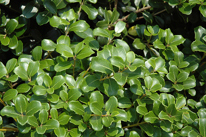 Roundleaf False Holly (Osmanthus heterophyllus 'Rotundifolius') in