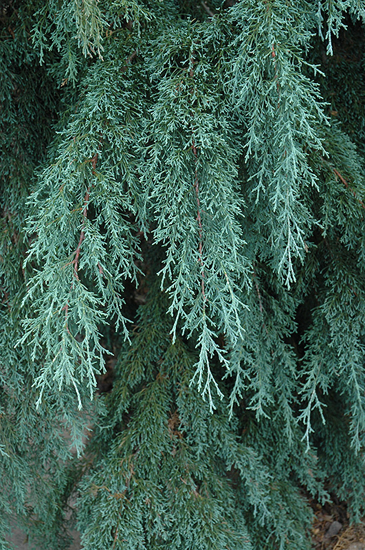 Blue Weeping Mexican Cypress (Cupressus lusitanica 'Glauca Pendula') in