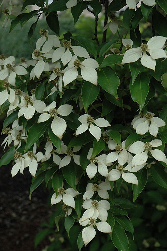 Evergreen Chinese Dogwood (Cornus kousa 'var. angustata') in Raleigh