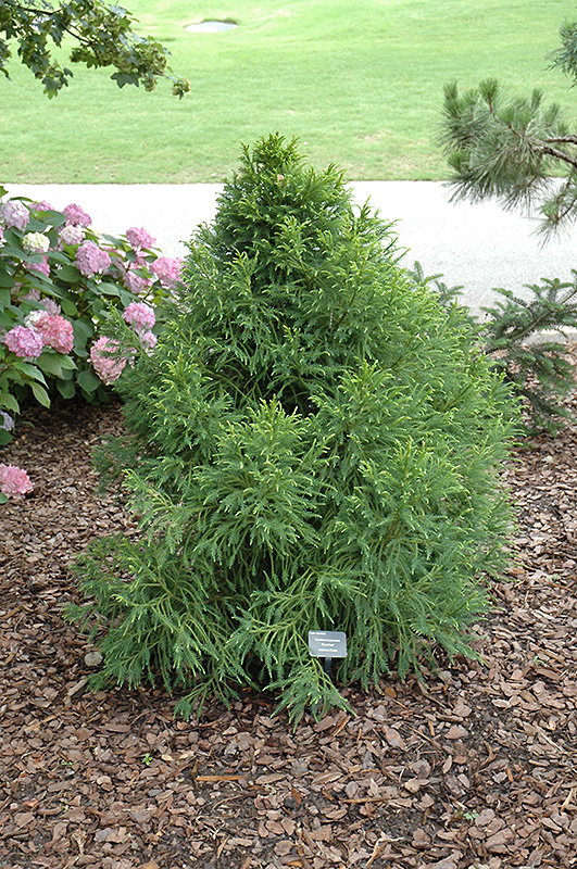 Pom Pom Japanese Cedar (Cryptomeria japonica 'Pom Pom') in Raleigh