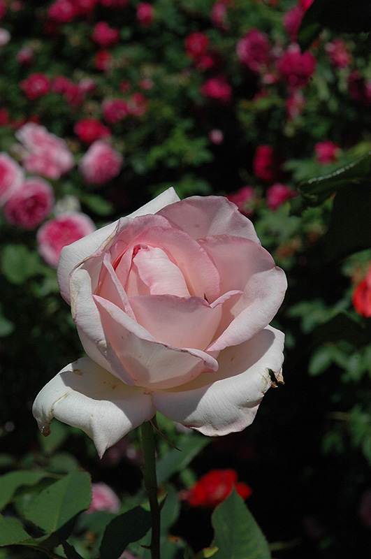 Sheer Bliss Rose (Rosa ‘Sheer Bliss’) in Raleigh Chapel Hill Durham