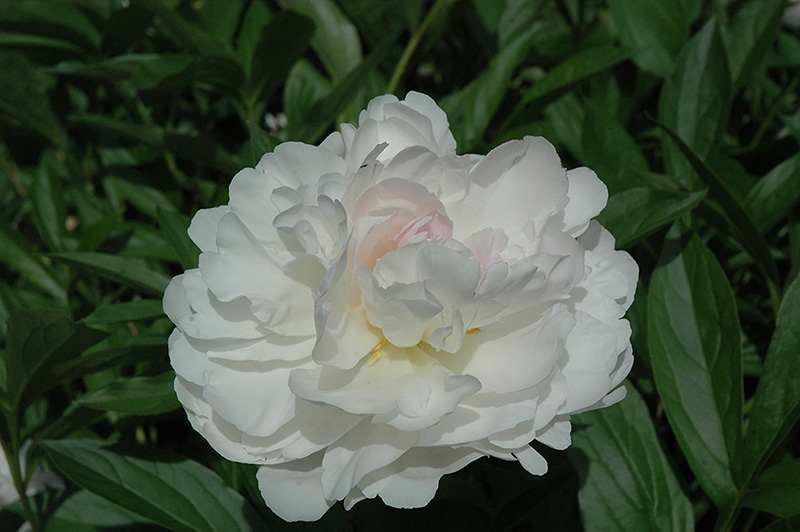 Madame Jules Dessert Peony (Paeonia 'Madame Jules Dessert') in Raleigh
