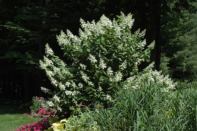 photo of Tardiva Hydrangea tree form Hydrangea paniculata 39;Tardiva 