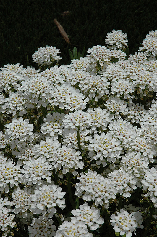 Tahoe Candytuft (Iberis sempervirens 'Tahoe') in Raleigh Chapel Hill