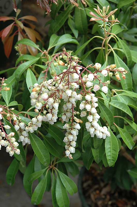 White Cascade Japanese Pieris Pieris Japonica White Cascade In Raleigh Chapel Hill Durham 5207