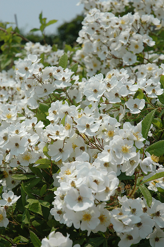 Multiflora Rose (Rosa multiflora) in Raleigh Chapel Hill Durham Apex