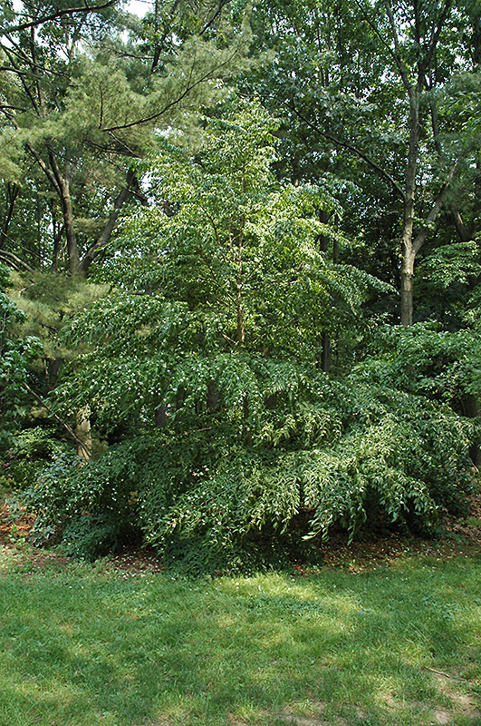 Rostrata Stewartia (Stewartia rostrata) in Raleigh Chapel Hill Durham