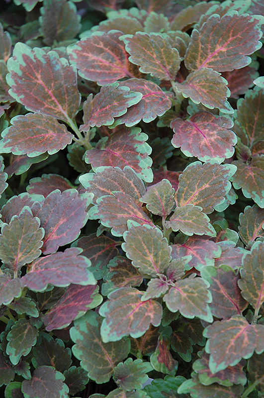 Radical Wonder Coleus (Solenostemon scutellarioides