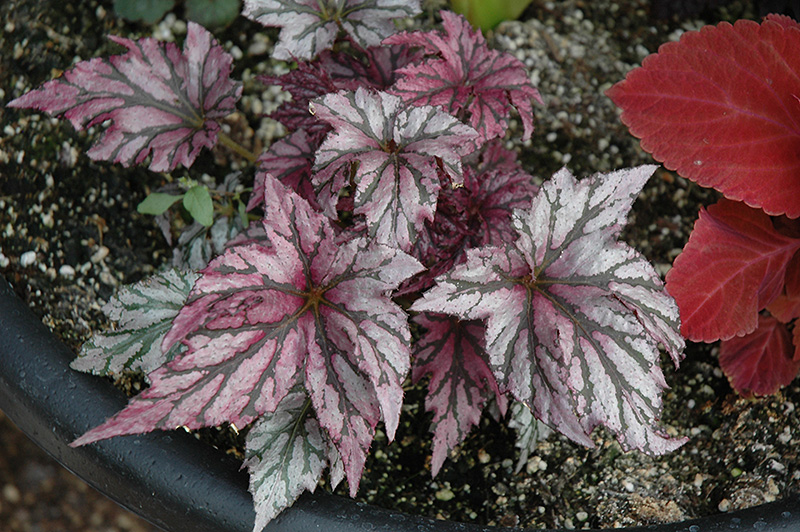 benitochiba begonia begonia benitochiba in raleigh chapel hill durham apex holly springs rtp benitochiba begonia begonia benitochiba in raleigh chapel hill durham apex holly springs rtp