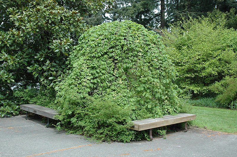 Umbrella Smoothleaf Elm (Ulmus carpinifolia 'Umbraculifera') in Raleigh